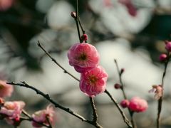 -杭州植物园