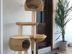 -猫小主咖啡·猫咖cat cafe(福田店)