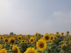 -映月湖中央公园