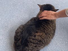 -伟伟宠物医院·瑞派猫友好医院·猫科(光谷店)