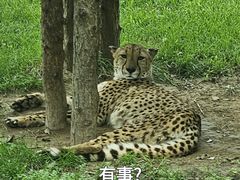 -北京野生动物园