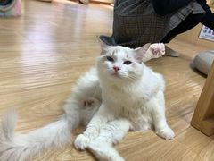 -猫和宫(六道口店)