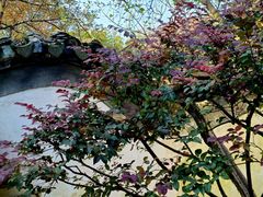 -秋霞圃