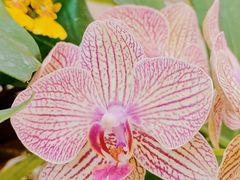 -Fruiffee Cafe 果啡派