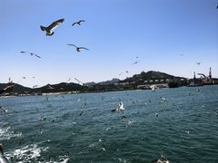 -海驴岛(荣成市)