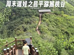 -大岭沟猕猴桃谷风景区