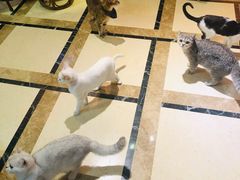 -猫色咖啡·猫咖