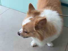 -佳雯宠物医院·皮肤科·内外科(春晓路分院)