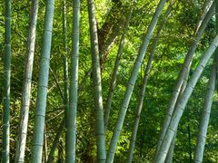 -杭州植物园