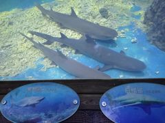 -上海吴淞炮台湾国家湿地公园