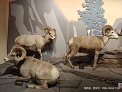 -陕西自然博物馆