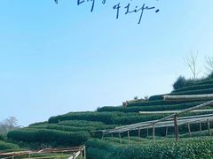 -龙坞茶村