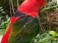 -南宫五洲植物乐园