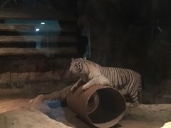 -清迈夜间动物园