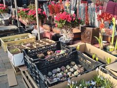 -中环花鸟鱼虫市场