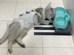-纳吉亚猫专科动物诊疗中心(蒋宅口分院)