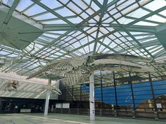 -大阪市立自然史博物馆