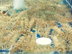 -虾佬圣汤·海鲜姿造(乐堤港店)