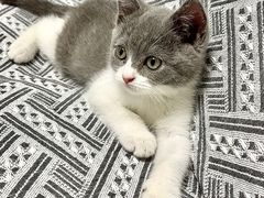 -欣宠猫屋·矮脚拿破仑·蓝金金渐层