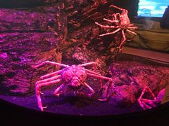 -暹罗海洋世界