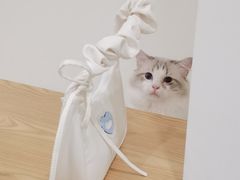 -有喵·猫咖·狗咖·30几只猫10只小狗(岗厦店)