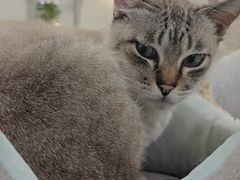 -共舞时光猫咖·狗咖(新街口店)