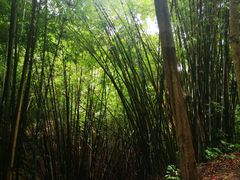 -中山市树木园