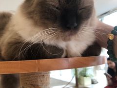 -共舞时光猫咖·狗咖(新街口店)