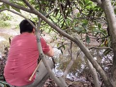 -塘栖枇杷特色园区