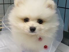 -瑞派·关忠动物医院(国瑞店)