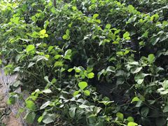 -田趣农庄草莓采摘园