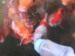 -蓬莱欧乐堡梦幻世界