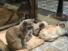 -more than meow吴止猫主题餐厅(承德 中船汇店)