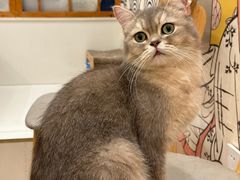 -Let's go狗咖·猫咖·奶狗·桌游(春熙路IFS店)