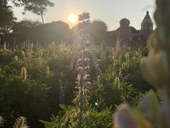 -松山湖梦幻百花洲