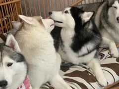 -星多哈·狗咖·拼豆·咖啡