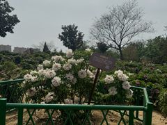 -曹州牡丹园
