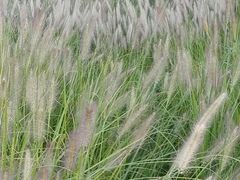 -永定河休闲森林公园