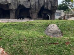 -海南热带野生动植物园