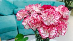 -斐尔国际皮肤管理中心