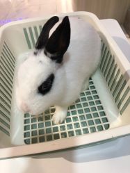 -Moni星球萌宠·小马宝莉·灵蛇·高端高阶全萌宠互动体验俱乐部(红豆国际广场店)