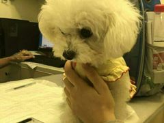 -爱诺耐芙动物医院(万博店)