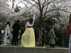 -武汉大学-樱园