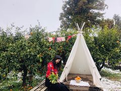 橘子汁-柑橘农场