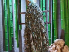 -雀舞云南菜(天津天河城购物中心店)