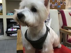 -贵族宠物·宠物美容(三阳路店)