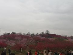 -秀丽东方