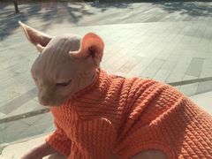 -飞行喵MR PILOT|猫舍·猫咖(静安大融城店)