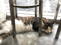 -more than meow吴止猫主题餐厅(承德 中船汇店)