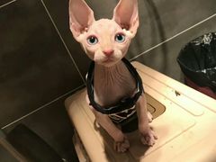 -喵zoo家庭繁育猫舍(尖东智能花园店)